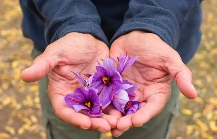 Deep crimson Kashmiri saffron strands ready for kesar doodh — saffron milk benefits start with real Mongra