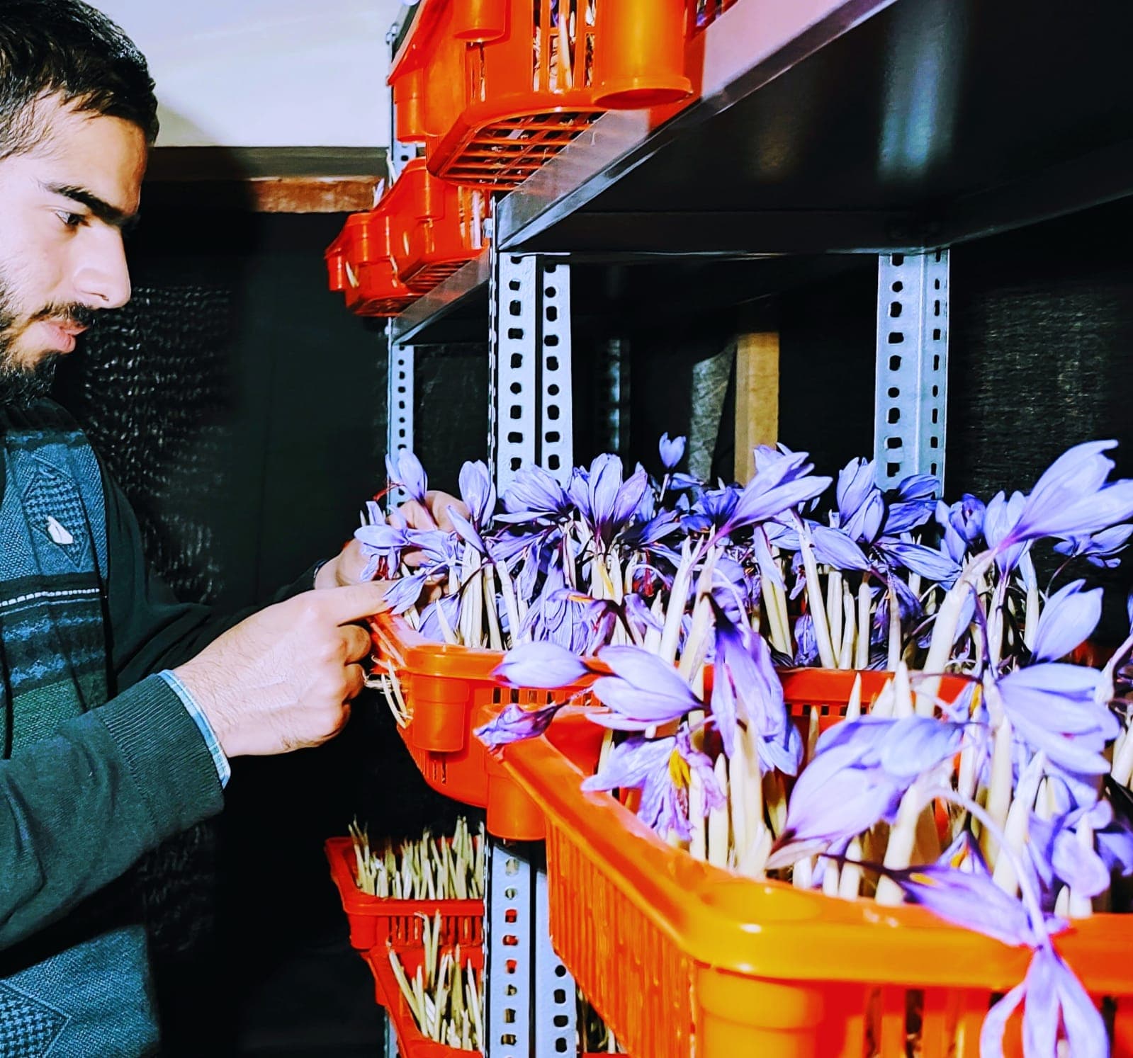GI Tag Kashmiri Saffron — Geographical Indication Certified — photograph 4 of 16