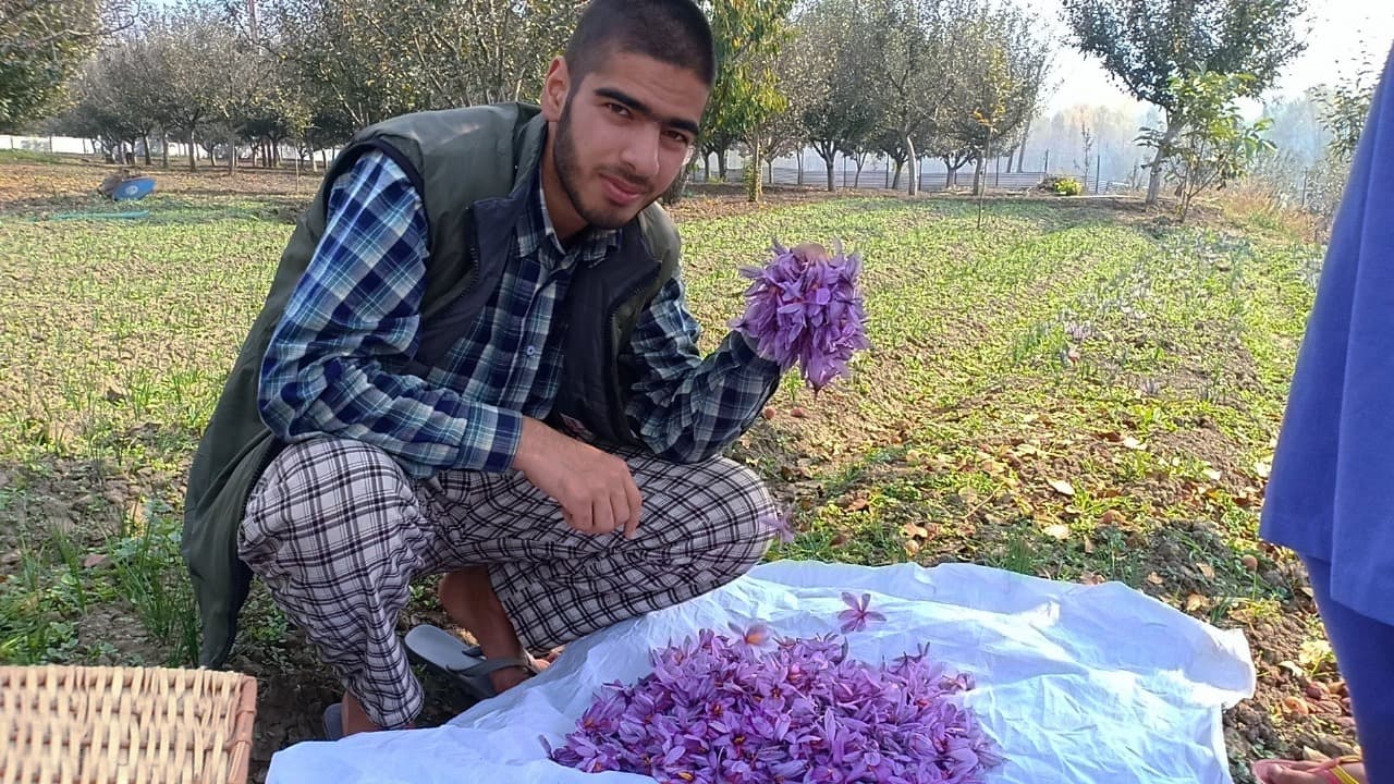 GI Tag Kashmiri Saffron — Geographical Indication Certified — photograph 5 of 16