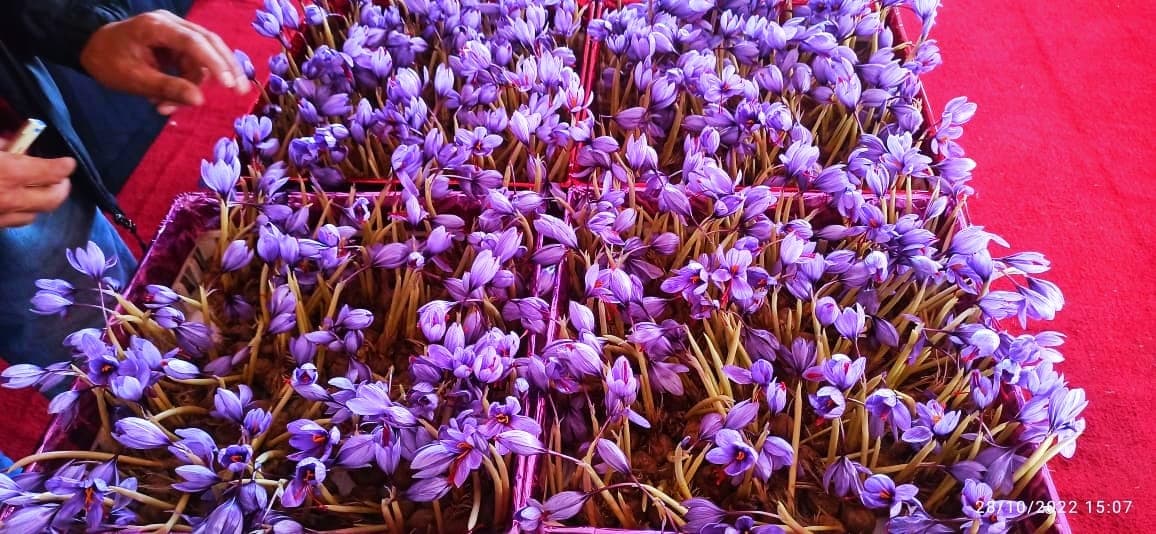 GI Tag Kashmiri Saffron — Geographical Indication Certified — photograph 6 of 16