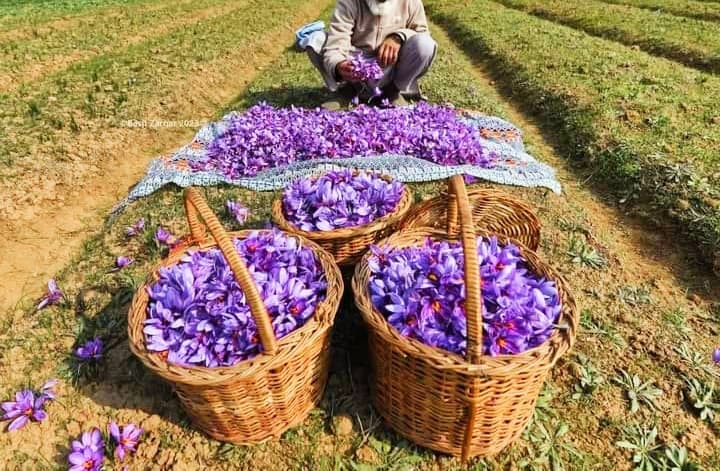 Kashmiri Saffron — Mongra, ISO 3632 Grade I — photograph 12 of 16