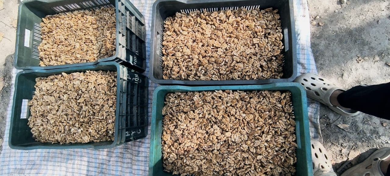 Four plastic crates of walnut kernels on a groundsheet during grading, the darker unsorted lots beside the paler ones