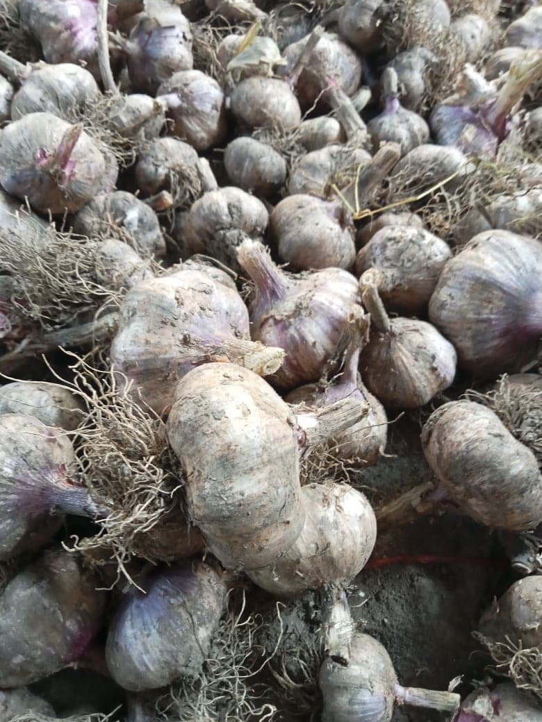 Saffron crocus corms sorted by hand before summer planting in Pampore
