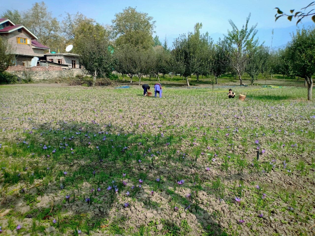 Our family's saffron fields beside the village in Pampore, Kashmir