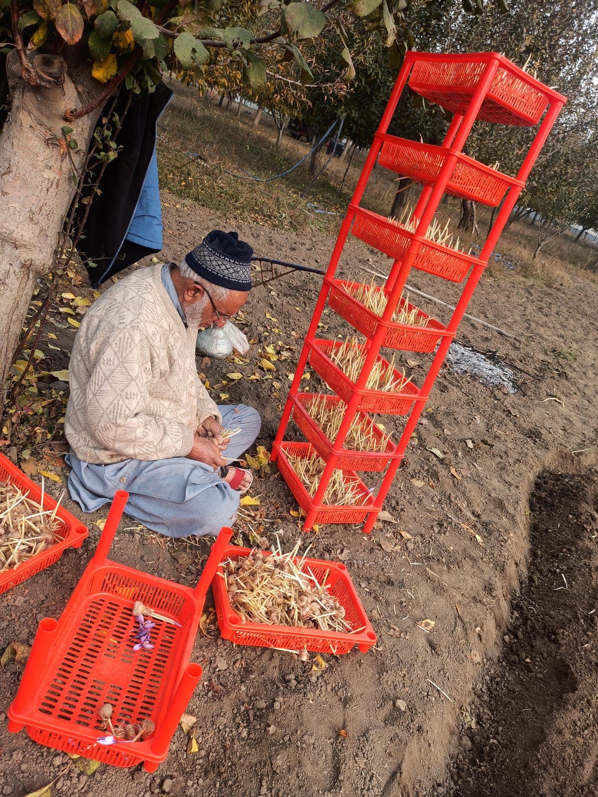 Our grandfather sitting under a tree, sorting saffron crocus corms into trays before planting in Pampore