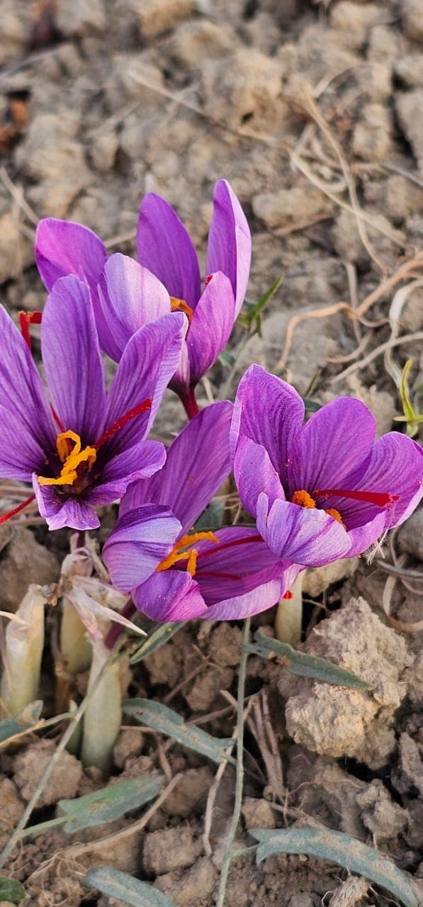 Close-up of Kashmiri saffron crocus flowers with thick crimson stigmas — the visual difference vs Iranian saffron