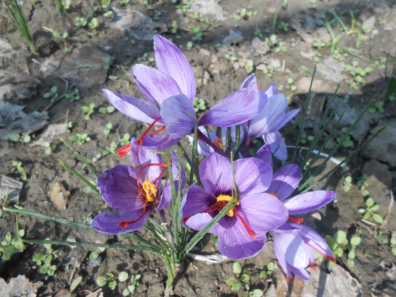 Kashmiri saffron crocus flowers in bloom — the source of kesar used traditionally during pregnancy