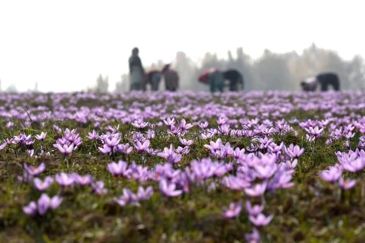 Pampore saffron fields at harvest — the two-week bloom that sets the Kashmiri saffron price per gram