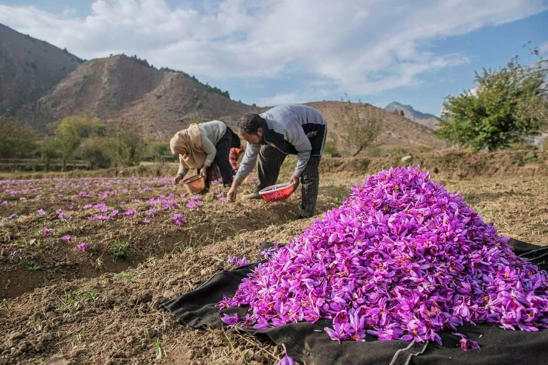 Hand-harvesting saffron flowers in Pampore Kashmir — the labour behind the saffron price per gram