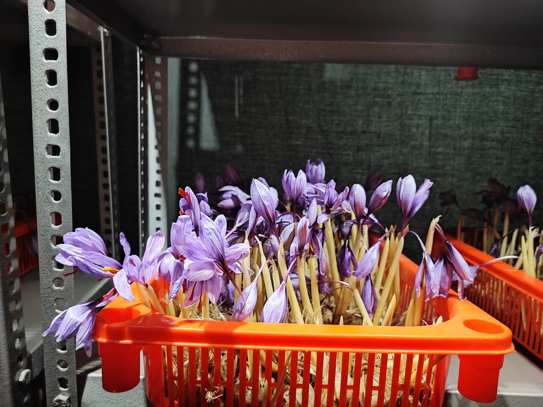 Hand-separating crimson saffron stigmas from the crocus flowers