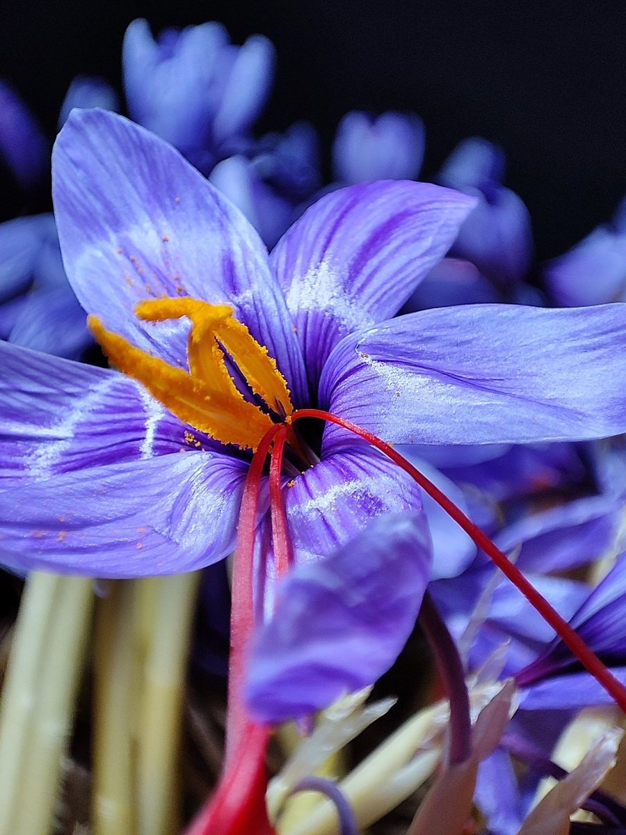 Crocus flower in a Pampore saffron field