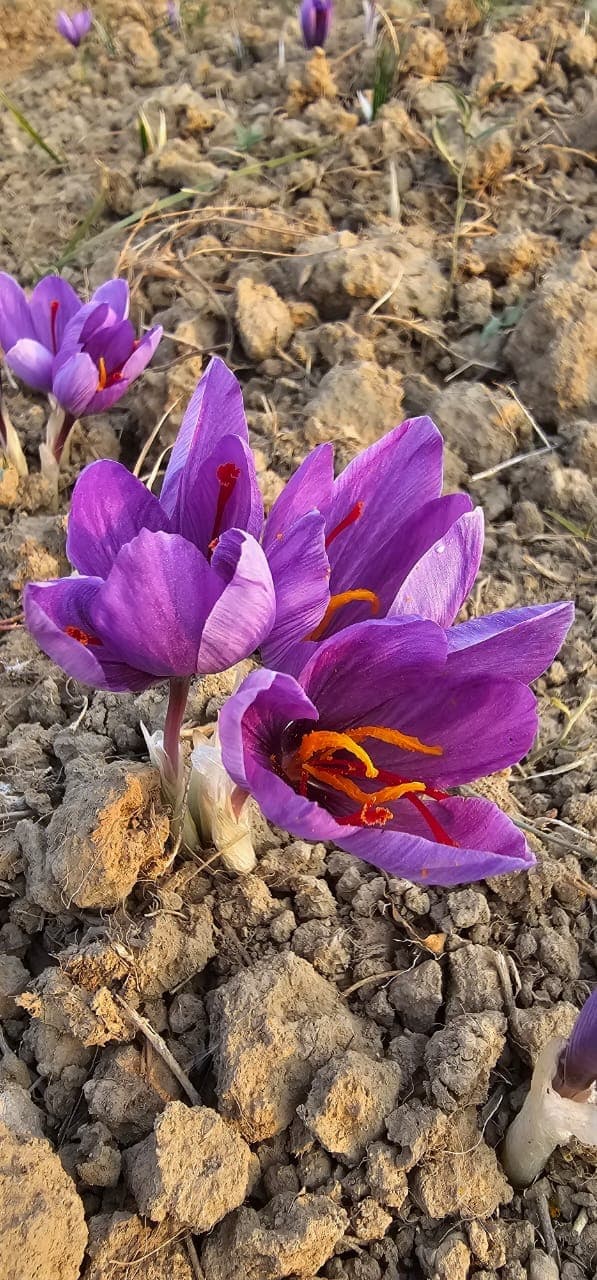 GI-tagged Kashmiri saffron crocus flowers blooming in the protected Pampore growing region