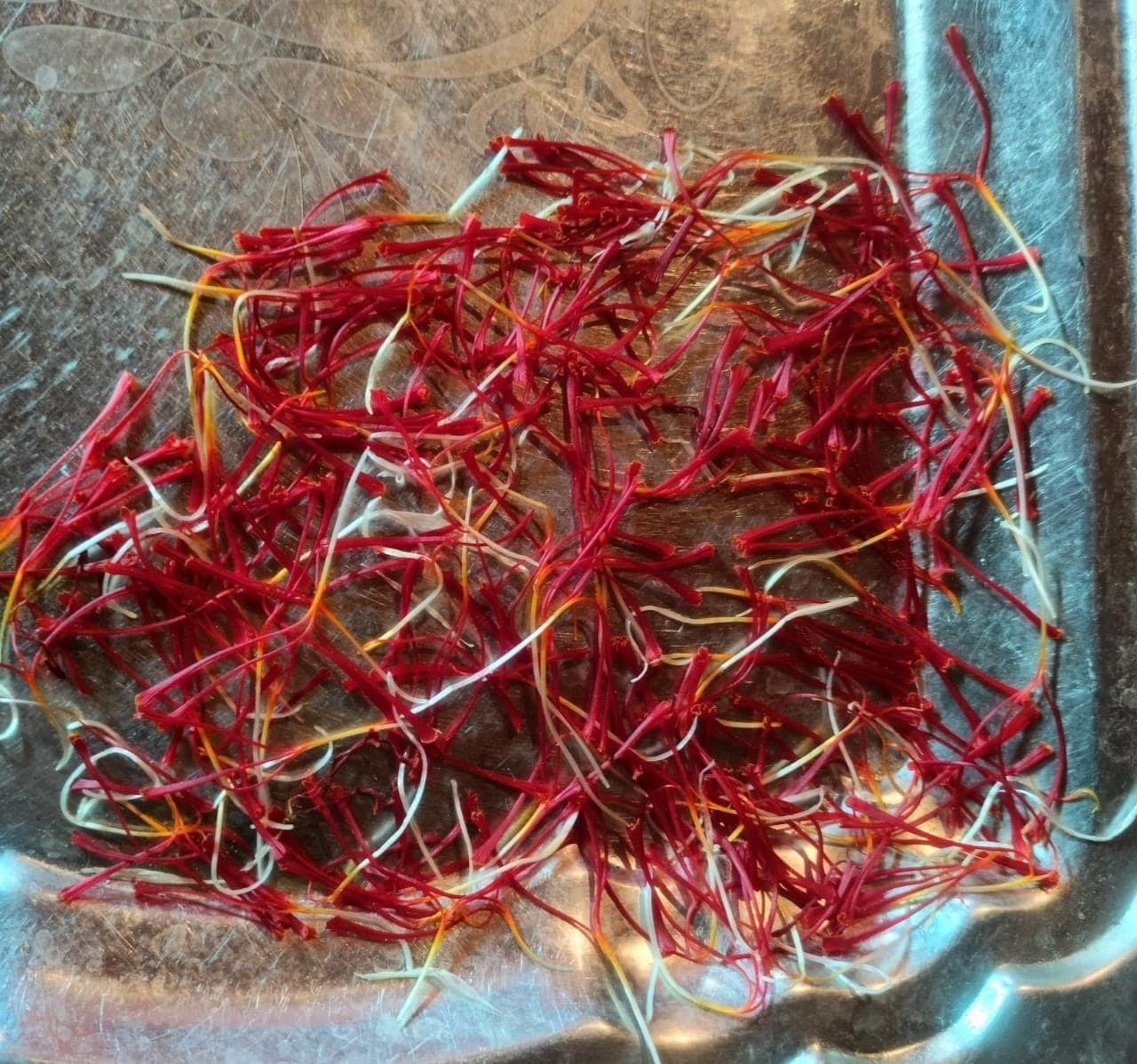 Freshly separated crimson Kashmiri saffron stigmas on a tray — trumpet-shaped threads before drying