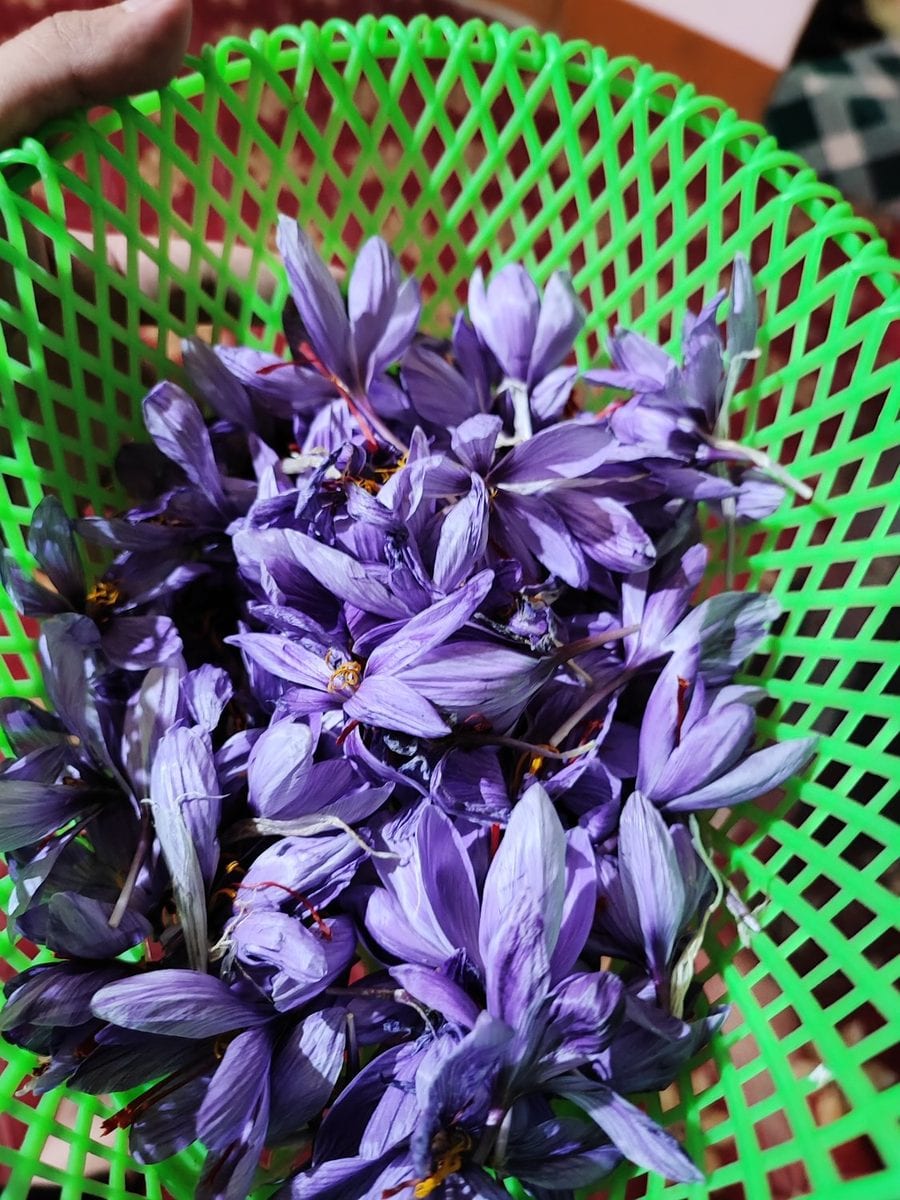 A green plastic basket filled with freshly picked purple crocus flowers held out in a field