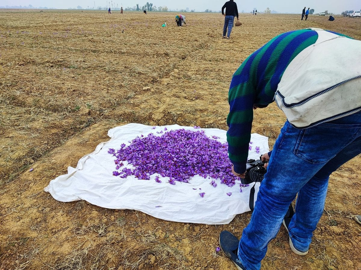 Freshly picked purple crocus flowers spread across a white cloth on a bare field to dry
