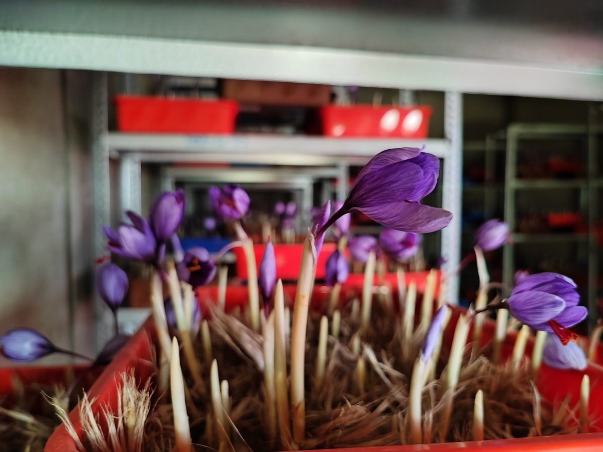 Crocus corms sprouting pale shoots in orange plastic trays on shelving, flowers forming