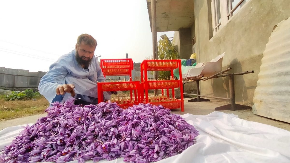 A worker in a wool cap separating crocus flowers beside stacked orange plastic trays indoors