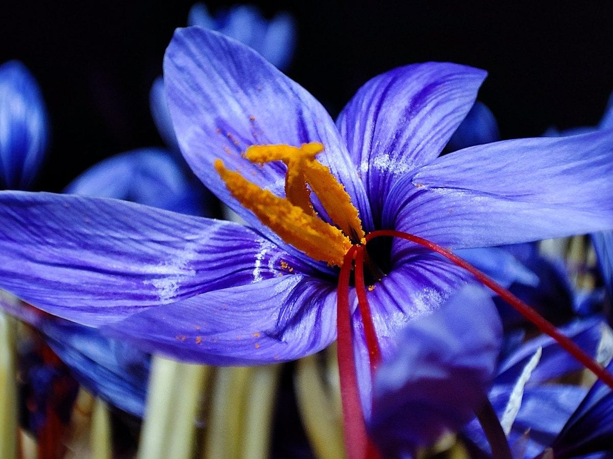 A purple crocus flower photographed against near-black shade, a red stigma curving out of the petals
