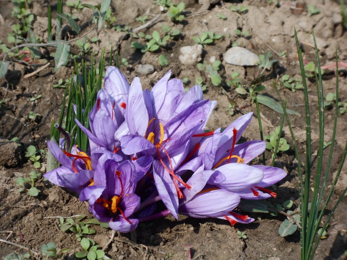 Pampore ka khet poore bloom mein — jamun rang ke crocus phool, zameen tak.