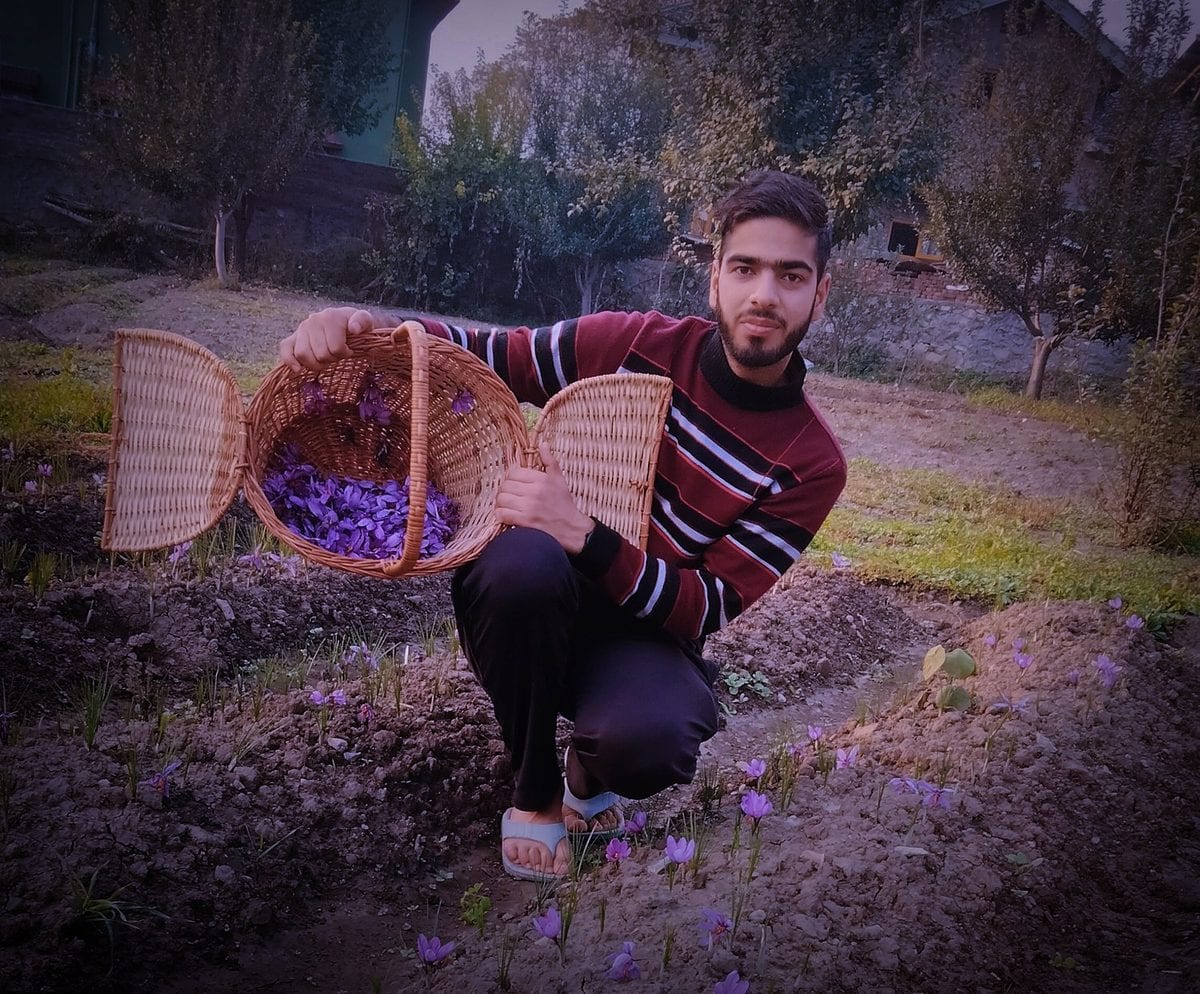 A grower in a dark jacket crouching in a saffron field, lifting a woven basket of purple flowers