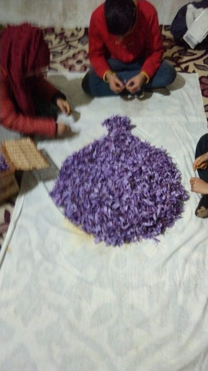 A heap of purple crocus flowers on white cloth with a hand reaching in to separate the stigmas