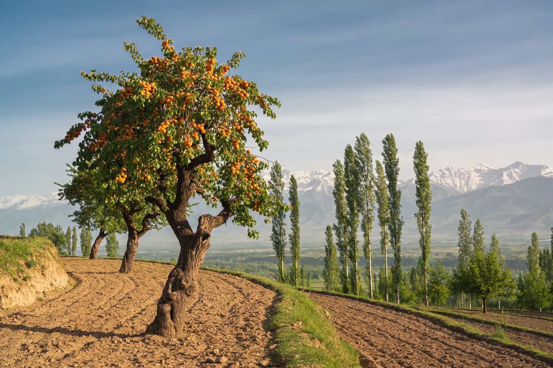 Illustration: an apricot tree full of ripe fruit on a ploughed karewa terrace, poplars and snow peaks behind