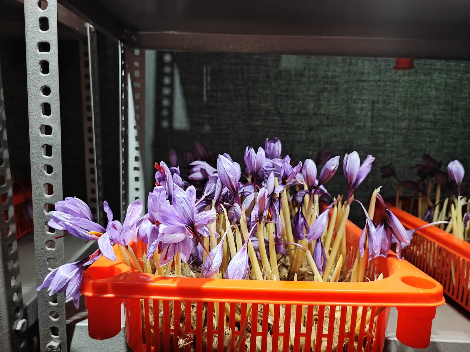 Purple crocus flowers in bloom in orange plastic trays on indoor metal racks, corms and pale shoots packed below them