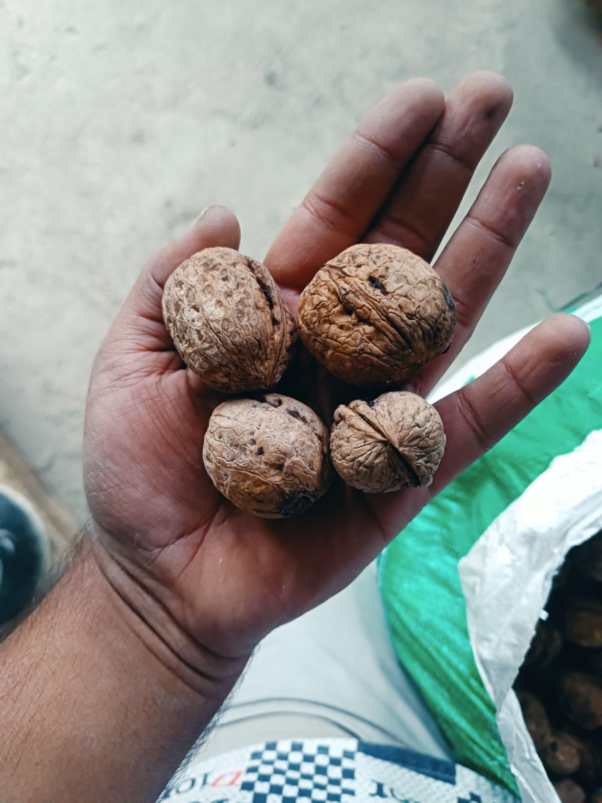 A hand holding four whole Kashmiri walnuts in their thin, wrinkled shells, a sack of walnuts beside it