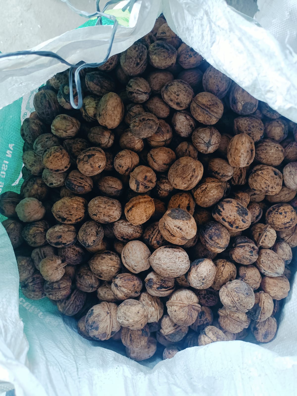 An open white sack full of whole Kashmiri walnuts still in their shells, some stained dark by the husk