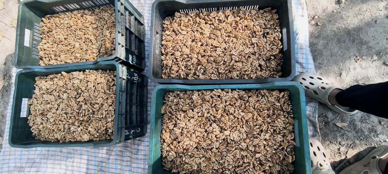 Four plastic crates of walnut kernels on a groundsheet during grading, the darker unsorted lots beside the paler ones