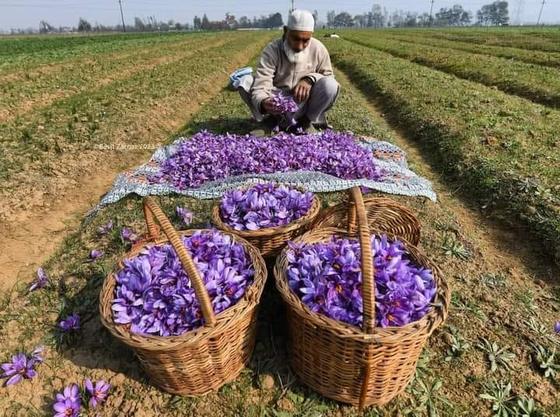 Flowers laid out after picking