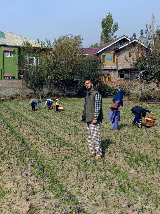 Picking season in Pampore