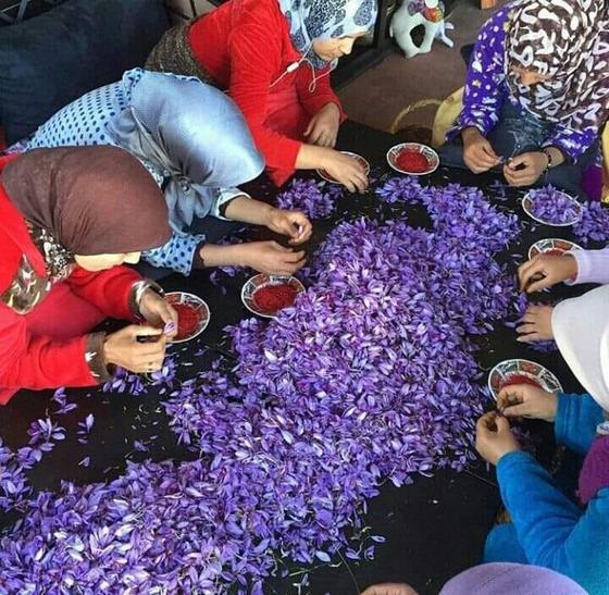 Separating stigmas by hand, Pampore