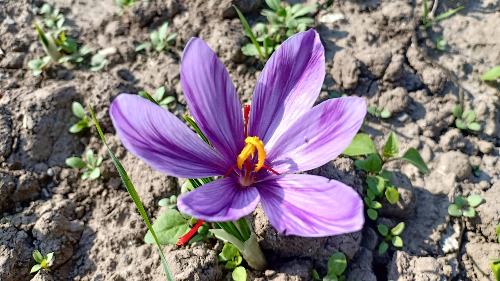 Saffron crocus in bloom in a Pampore field