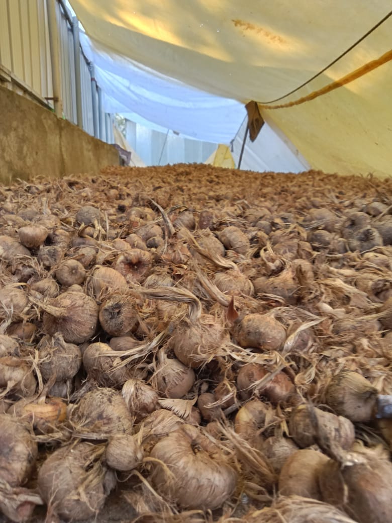 Saffron corms spread under a shade tent to cure before replanting, Pampore