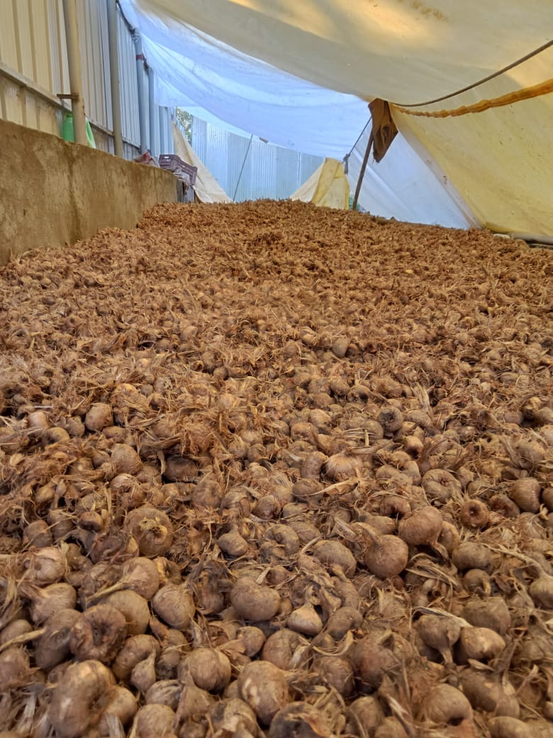 Thousands of saffron crocus corms spread out to dry under a canvas tent