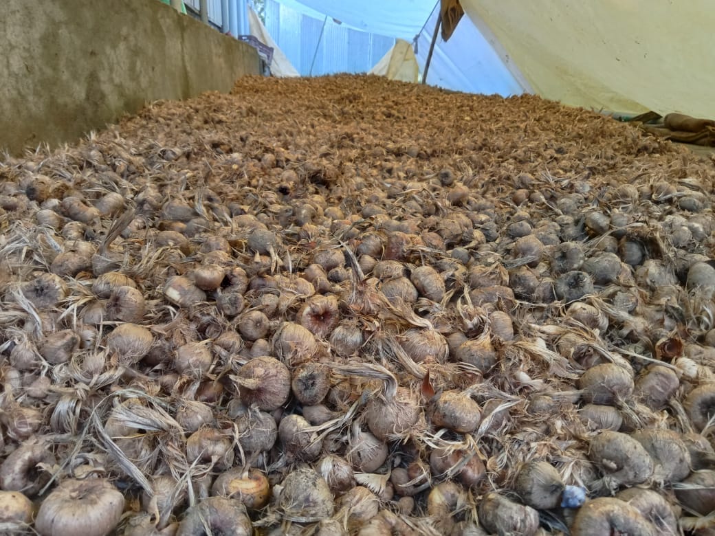 Saffron corms in cool covered storage awaiting the planting season