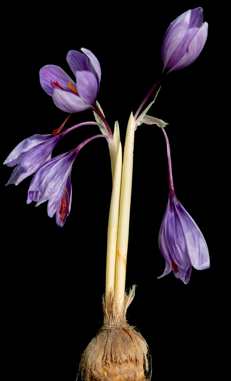 A saffron crocus corm with its purple flowers — from bulb to bloom