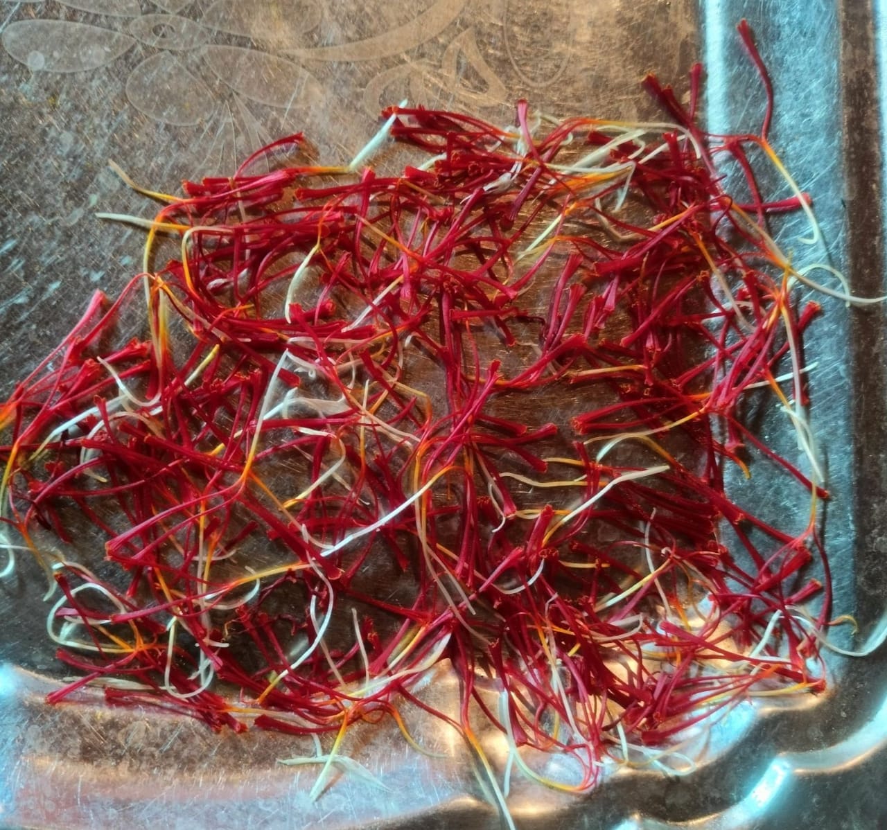 Freshly separated crimson Kashmiri saffron stigmas on a tray — trumpet-shaped threads before drying